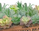 11PCS Artificial Succulent Plants Unpotted Flocking Realistic Succulents Plant