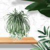 1Pc Chlorophytum Comosum Faux Greenery Home Hotel Decor Artificial Spider Plant