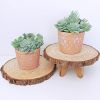 11PCS Artificial Succulent Plants Unpotted Flocking Realistic Succulents Plant