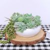 11PCS Artificial Succulent Plants Unpotted Flocking Realistic Succulents Plant